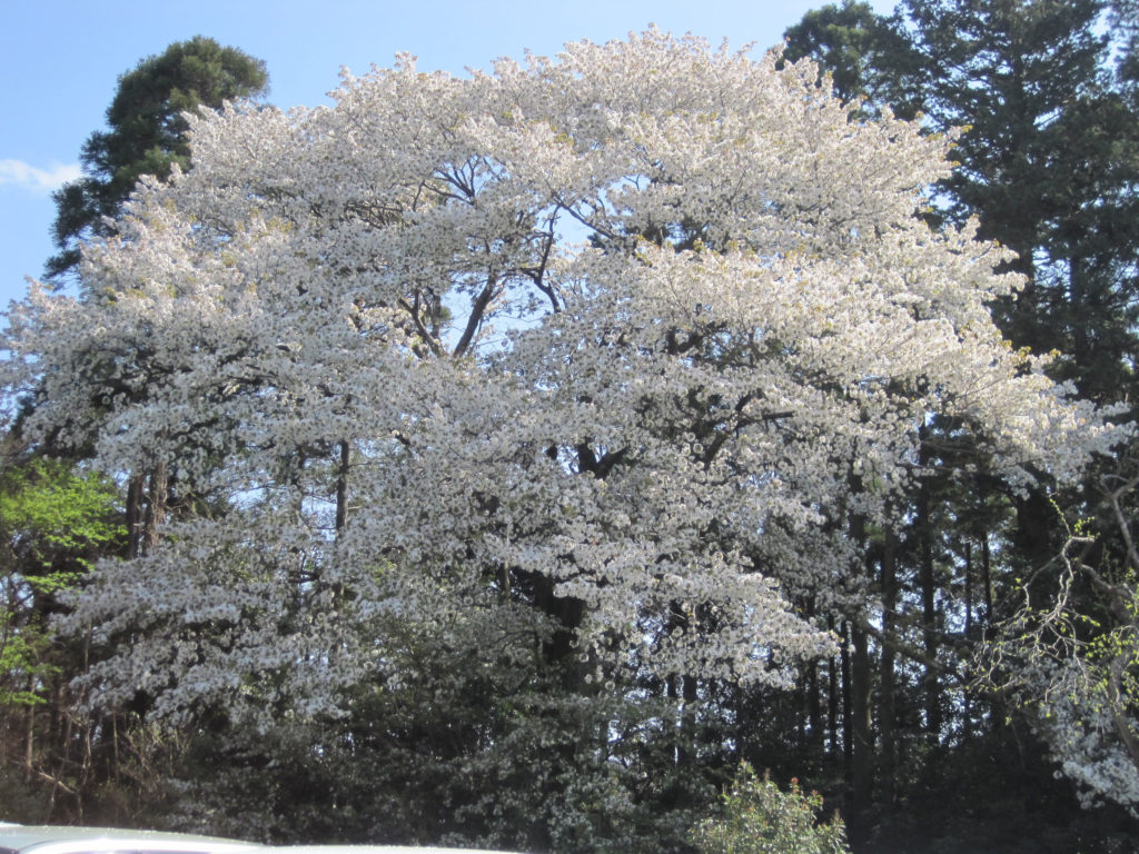 ゆかり成田江弁須ブログ ゆかり 愉花里 グループ